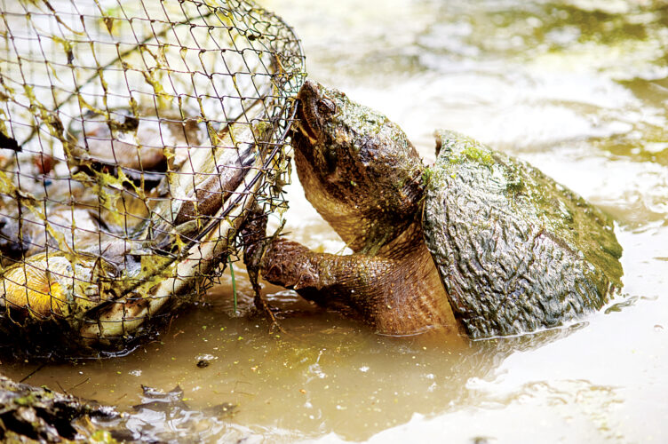 Snapping Turtle Types